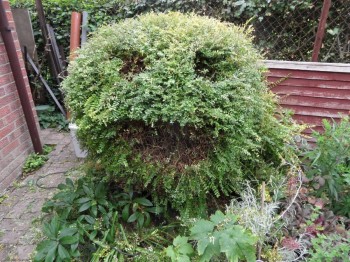 Oscar the shrub