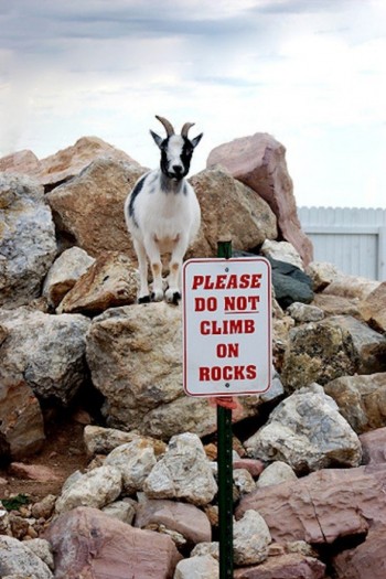 Rebel Goat