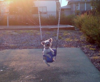 swinger