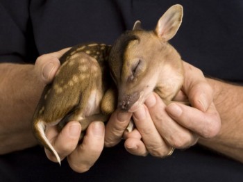 Baby Fawn