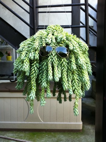 Cool Plant