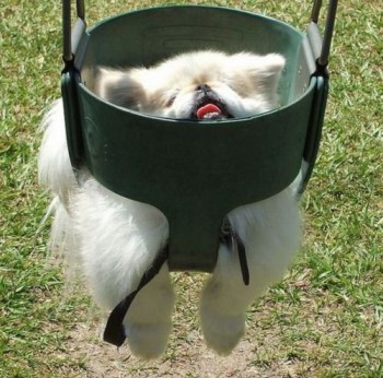 Now Push Me!