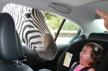 Be Good, Or A Zebra Will Eat You