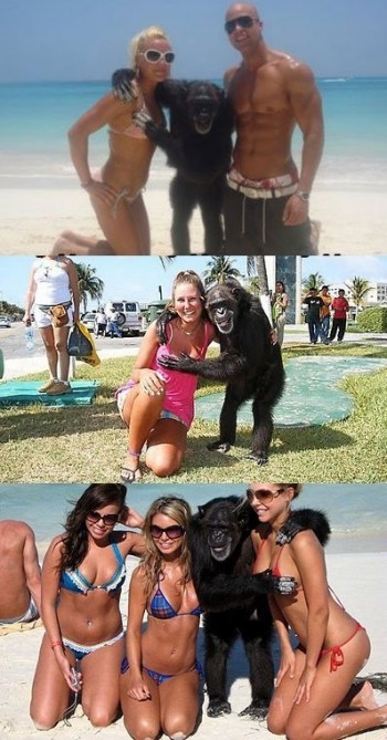 Chimps Are Dirtbags