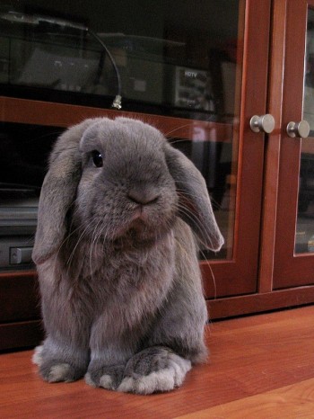 Fuzzy Bunny