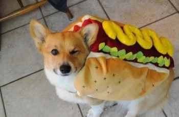Hot Dog Wink