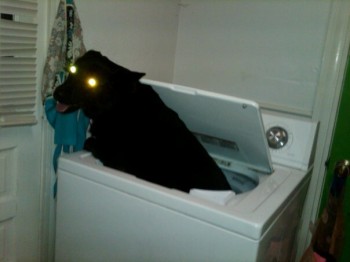 I Feast On The Souls Of Socks