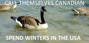 Canada Goose