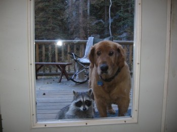 Can My New Friend Come In?