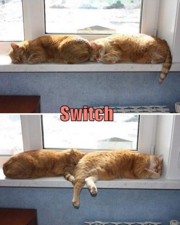 Cat Switch