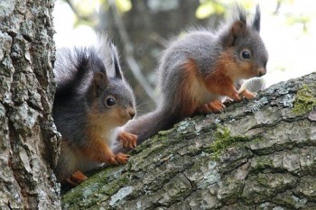 Cute And Fuzzy Squirrels