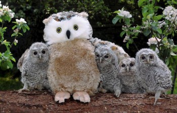 Surrogate Mother Owl