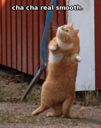 Cha Cha Real Smooth