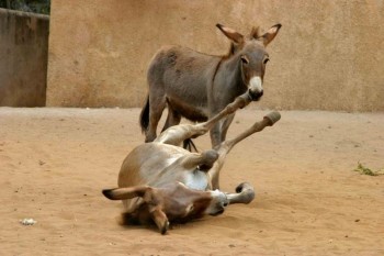 Donkey Nom