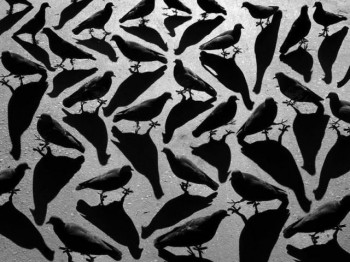 Birds Illusion