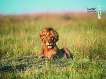 Nice Hair