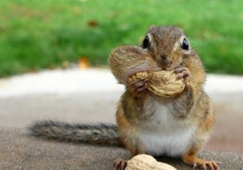 Squirrel With A Peanut