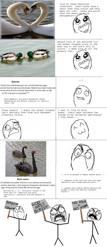 Swan Rage