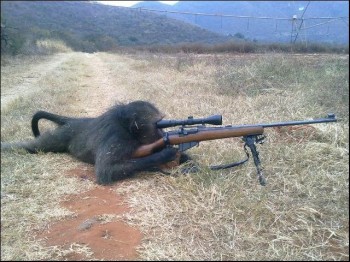 Monkey Snipers