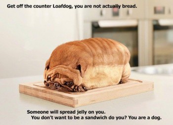 Loafdog