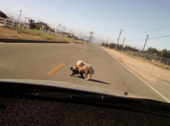 Roadblock