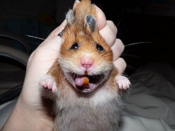 O Hai