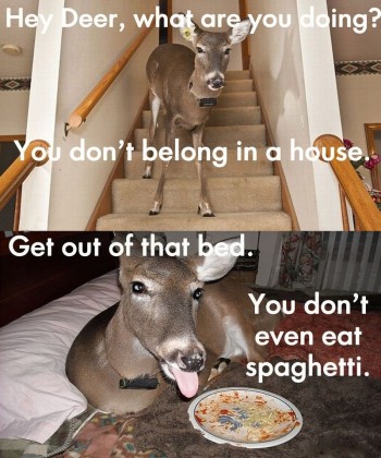Crazy Deer
