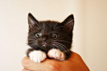 Little Black Kitty