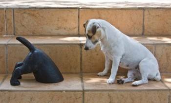 Confused Dog