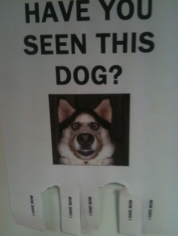 Have You Seen This Dog?