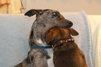 Dog Nom