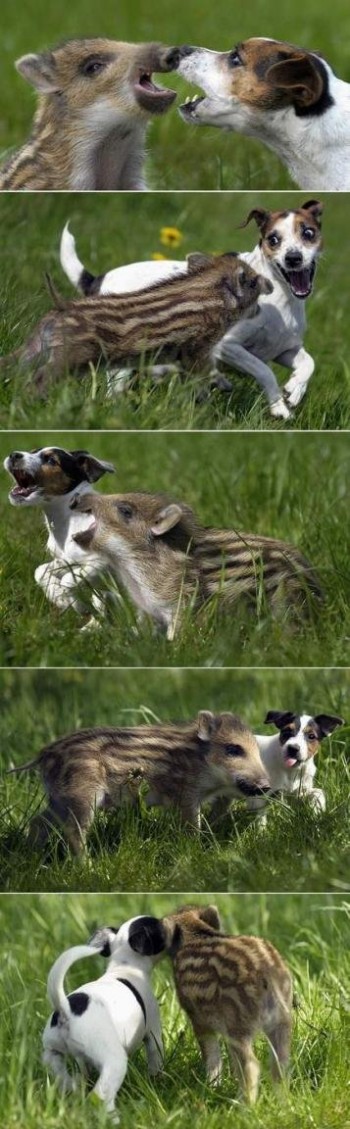 Happy Friends
