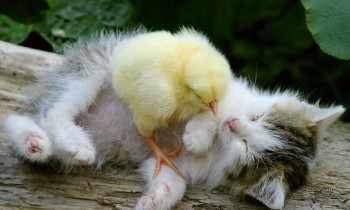 Chick & Kitty