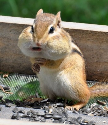 Chipmunk Nom