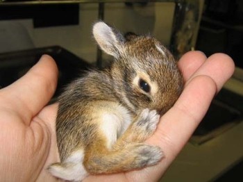Baby Bunny