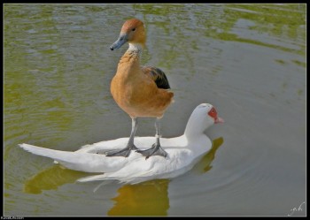 Like A Boss