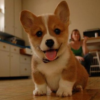 Happy Dog