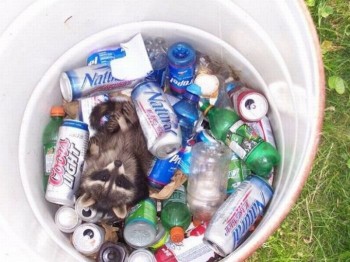 Drunk Raccoon