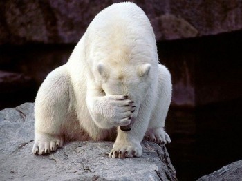 Polarbear Facepalm