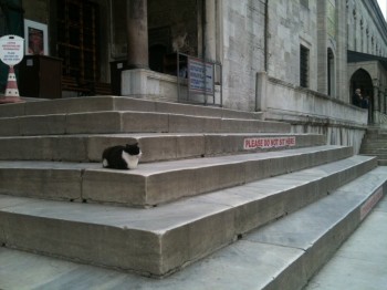 Anarchist cat