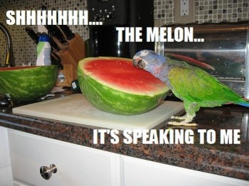 The Melon