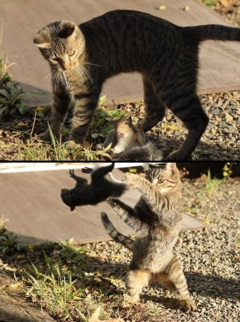 Cat's Are Bullies