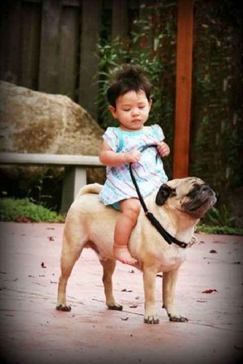 Pony Dog