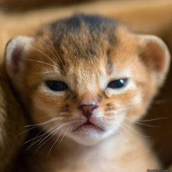 Kitten Convinced He's A Lion