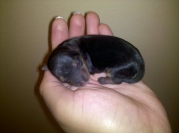 Baby Yorkie