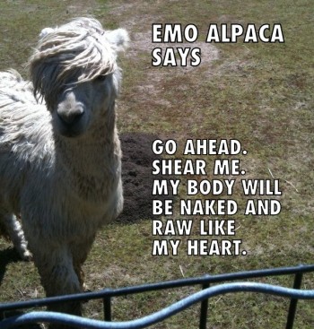 Emo Alpaca Says