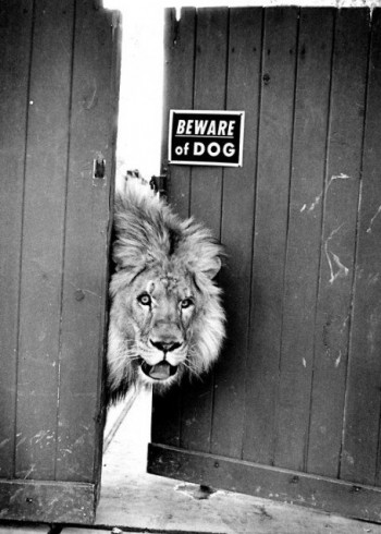 Beware of Dog