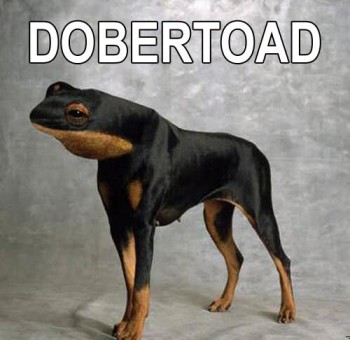 Dobertoad
