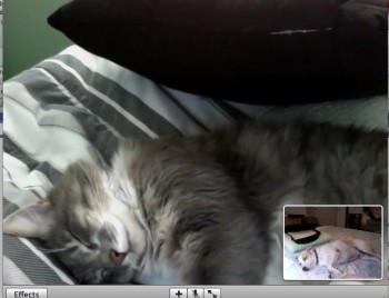 Just a cat iChatting a dog...