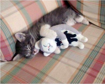 Inception Cat